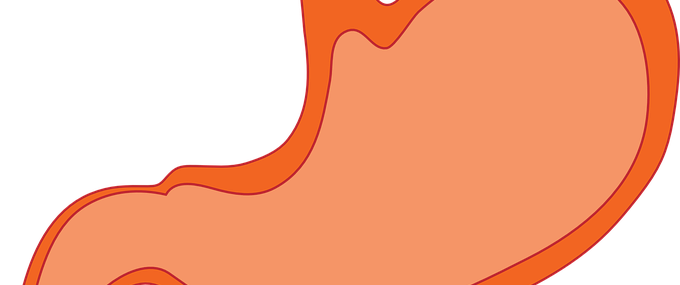 stomach